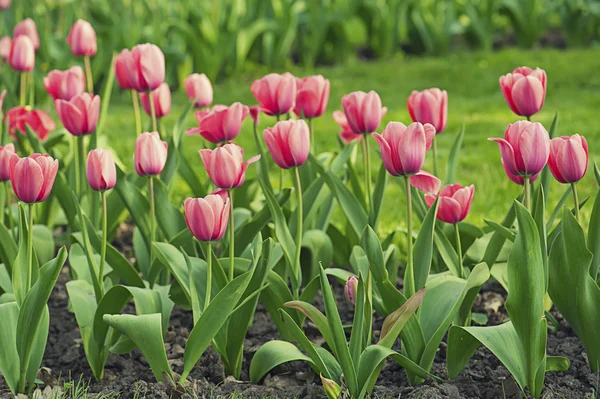 Rosa bei tulipani — Foto Stock