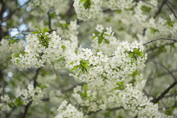 樱桃树花 — 图库照片