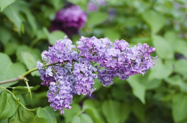 Bahar leylak çiçekleri