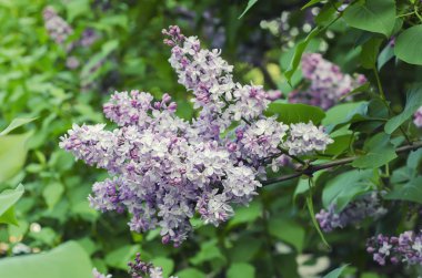 Bahar leylak çiçekleri