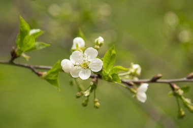 kiraz ağacı çiçek