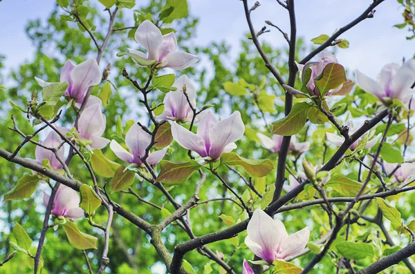 Kwiaty magnolii — Zdjęcie stockowe