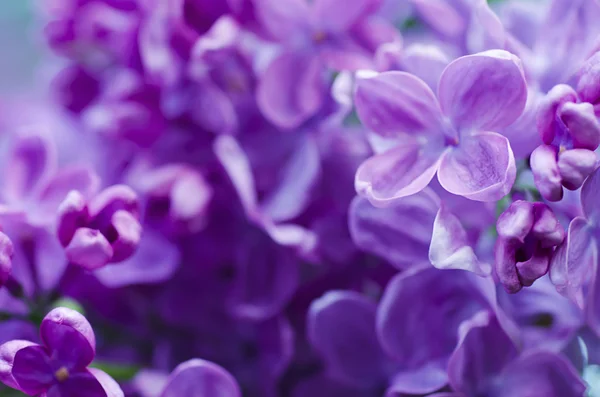 Lila bloemen achtergrond — Stockfoto