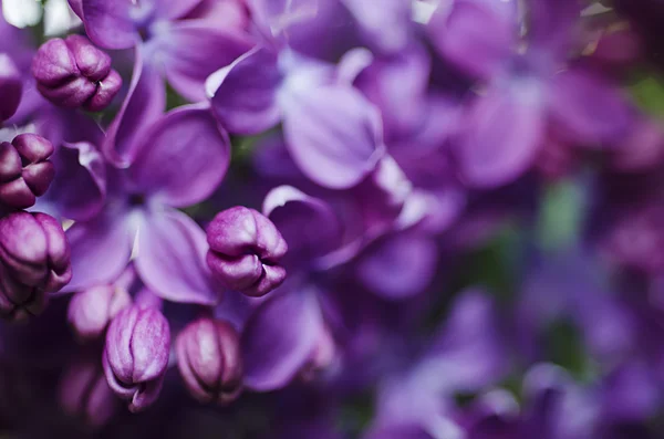 Lila bloemen achtergrond — Stockfoto