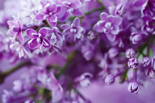 Gałąź liliowych kwiatów — Zdjęcie stockowe