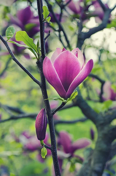 Magnolia flowers — Stock Photo, Image