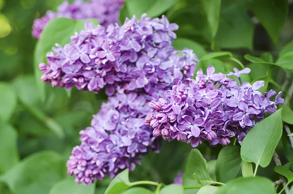 Spring lilac flowers — Stock Photo, Image