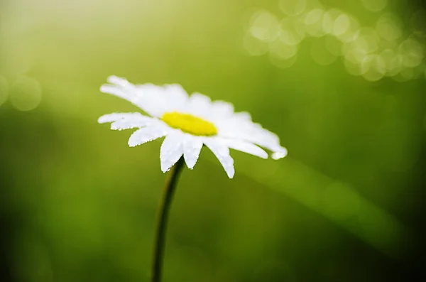 Wilde kamillebloemen — Stockfoto