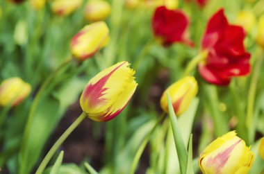 güzel Sarı laleler