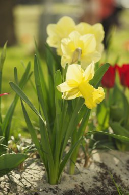 Güzel sarı nergisler