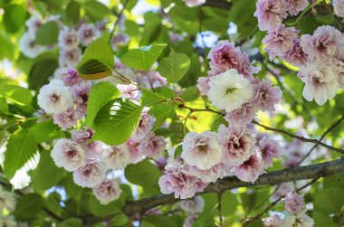 Sakura çiçek çiçek