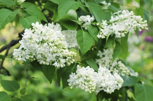 紫丁香花枝条 — 图库照片