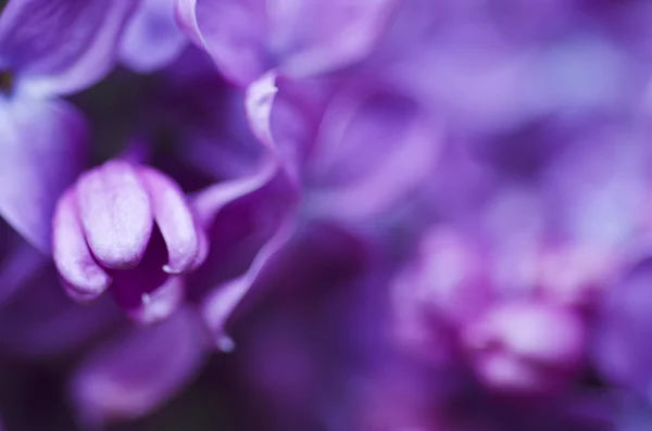 Leylak çiçekleri arka plan — Stok fotoğraf