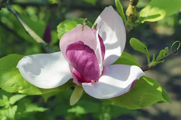 Bunga Magnolia — Stok Foto