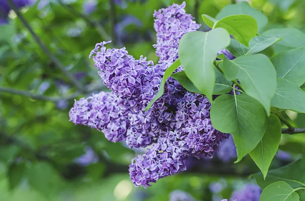 Förgrenade lila blommor — Stockfoto