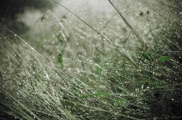 Beleza matinal — Fotografia de Stock