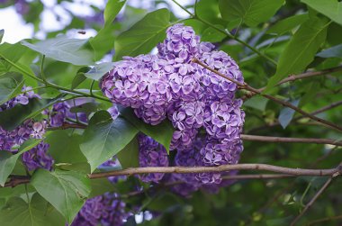 Bahar leylak çiçekleri