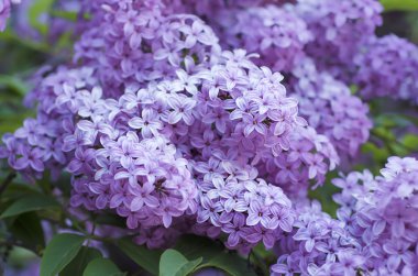 Bahar leylak çiçekleri