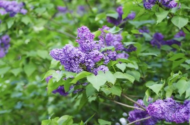 Bahar leylak çiçekleri