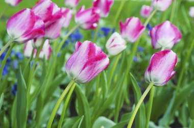 pembe güzel laleler