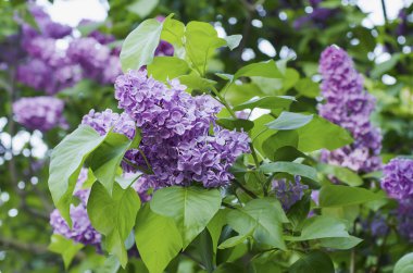 Bahar leylak çiçekleri