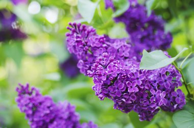 Bahar leylak çiçekleri