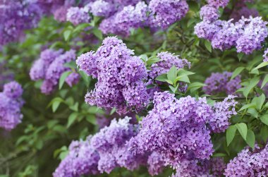 Bahar leylak çiçekleri