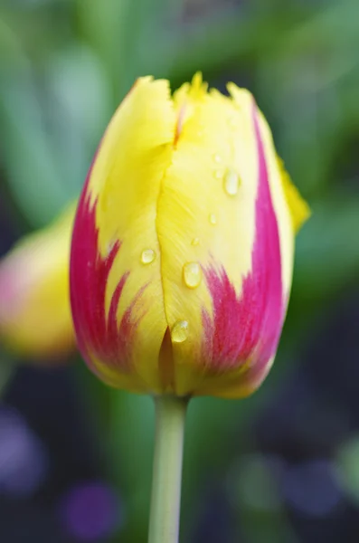 Tulipán amarillo hermoso — Foto de Stock