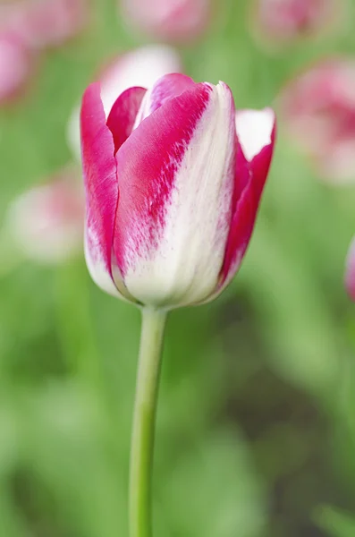 Krásná růžová Tulipán — Stock fotografie
