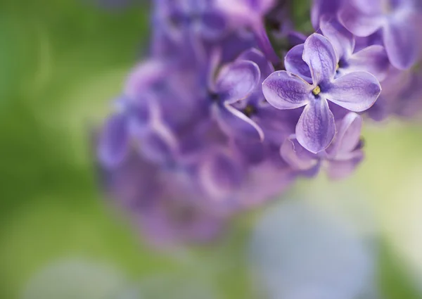 Lila bloemen achtergrond — Stockfoto