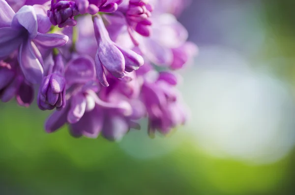 Fondo de flores lila — Foto de Stock