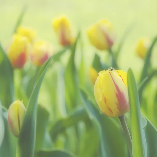 Tulipas bonitas amarelas — Fotografia de Stock