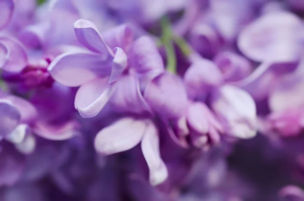 Abstrakt blommig bakgrund — Stockfoto