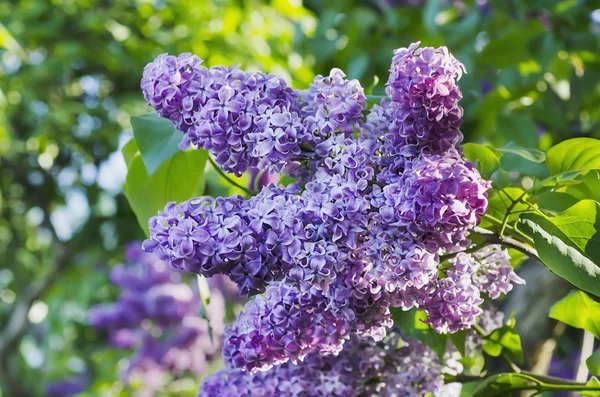 Fliederblüten im Frühling — Stockfoto