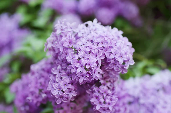 Spring lilac flowers — Stock Photo, Image