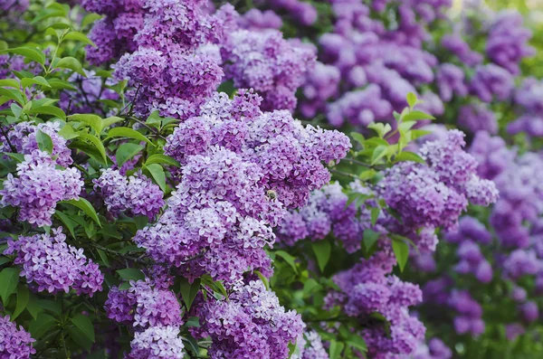 Primavera flores lila — Foto de Stock