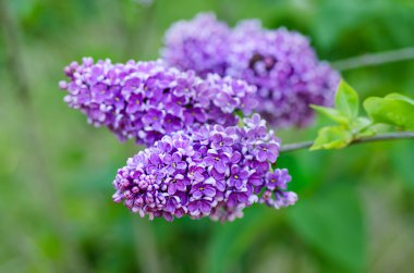 Bahar leylak çiçekleri