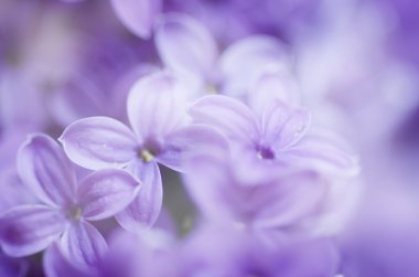 soyut çiçek arkaplanı