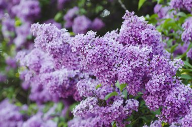 Bahar leylak çiçekleri