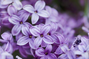 soyut çiçek arkaplanı