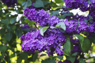 Bahar leylak çiçekleri