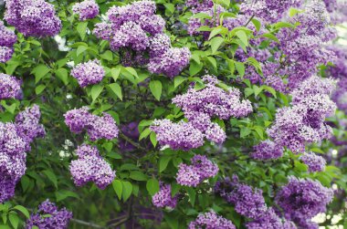 Bahar leylak çiçekleri