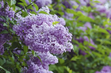 Bahar leylak çiçekleri