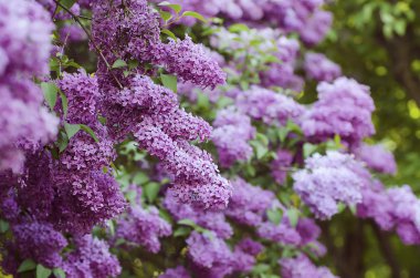 Bahar leylak çiçekleri