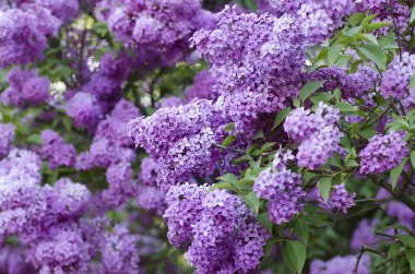 Bahar leylak çiçekleri