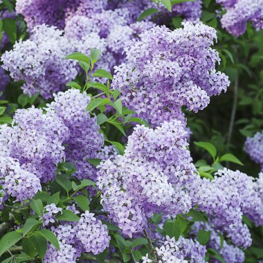 Bahar leylak çiçekleri