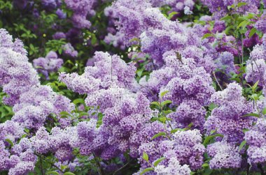 Bahar leylak çiçekleri