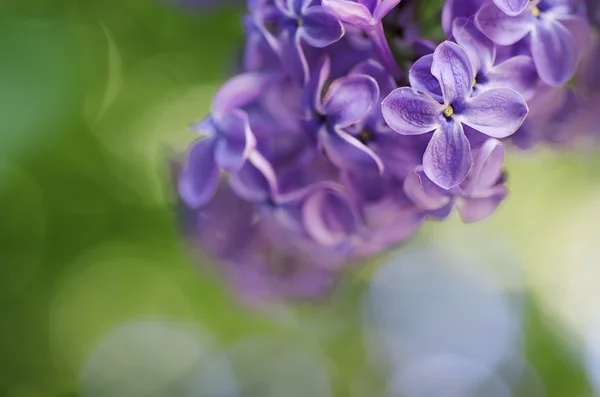 Lilac flowers background — Stock Photo, Image