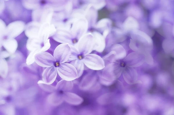 摘要花卉背景 — 图库照片