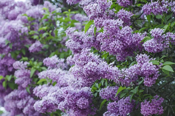 Primavera flores lila —  Fotos de Stock